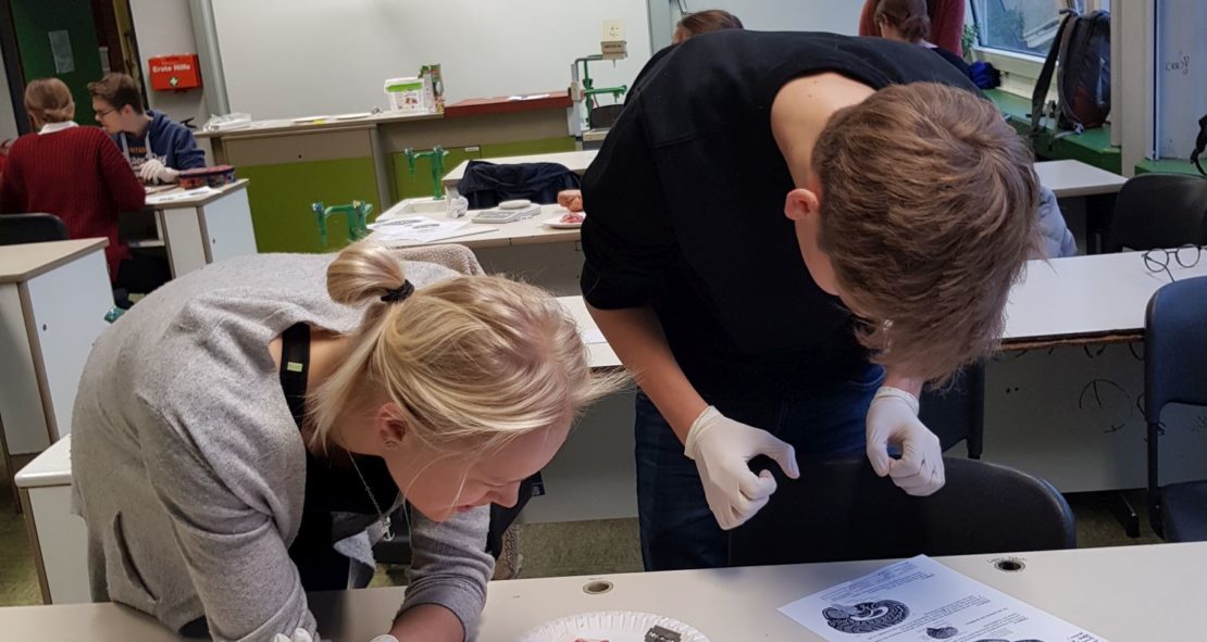 Schwein gehabt – Präparationsübung des Biologie Leistungskurses der Q2